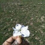 Cycnium tubulosum 花