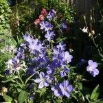 Geranium pratense Fiore