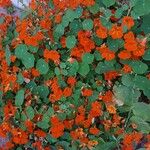 Tropaeolum minus പുഷ്പം