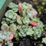 Sedum spathulifolium 叶