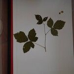 Rubus caesius Folha