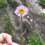 Erigeron neglectus Çiçek