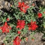 Castilleja applegatei Flower