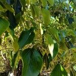 Oreopanax nymphaeifolius Hoja