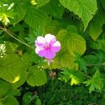 Geranium palustre Floro