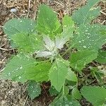 Chenopodium album 整株植物