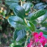 Escallonia rubra ᱥᱟᱠᱟᱢ