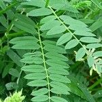 Astragalus cicer ഇല