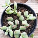 Cotyledon pendens Hoja