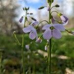 Cardamine pratensisFlower