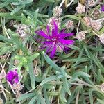 Delosperma cooperi Celota