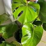 Monstera deliciosa Leaf
