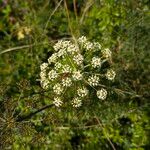 Peucedanum oreoselinum Flower