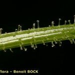 Drusa glandulosa Casca