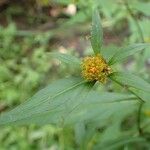 Bidens connata Habitus