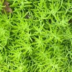 Sedum mexicanum Blad