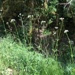 Valeriana officinalis Çiçek