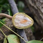 Swietenia humilis Fruit