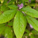 Cleome houtteana Leaf