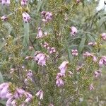 Erica australis Çiçek