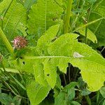 Cirsium oleraceum Blad