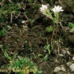 Arabis soyeri Habit