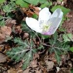 Anemone nikoensis Blüte