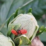 Hibiscus syriacus Fruit