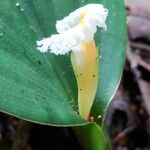 Paracostus englerianus Flower