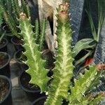 Euphorbia lactea পাতা