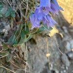 Campanula barbata Hábito