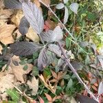 Rubus questieri Blad