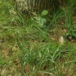 Calamagrostis arundinacea Likasa