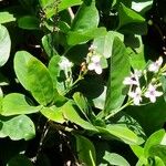 Pseuderanthemum maculatum Blomst