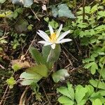 Sanguinaria canadensis Хабит