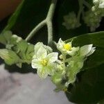 Solanum erianthum Flor