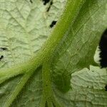 Ligularia fischeri Bark