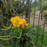Senna multiglandulosa Kwiat