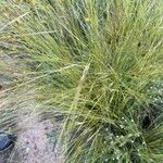 Stipa offneri Лист