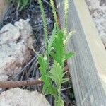 Papaver pinnatifidum Fuelha