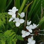 Libertia chilensis Flower