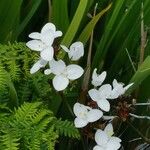 Libertia chilensis Blomst