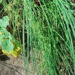 Allium vineale Leaf