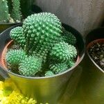 Rebutia minuscula Лист