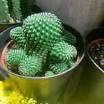 Rebutia minuscula Листок