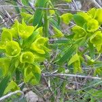 Euphorbia esulaFlower