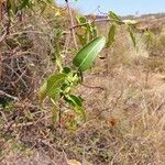 Combretum coccineum Sonstige