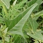 Atriplex micrantha ഇല