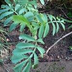 Melianthus major Blatt