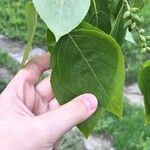 Populus balsamifera Yaprak